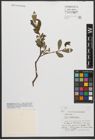 Foto von Salix waldsteiniana Willd.